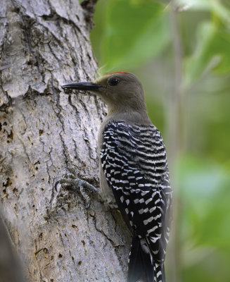 Gila Woodpecker