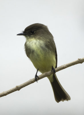 Eastern Phoebe