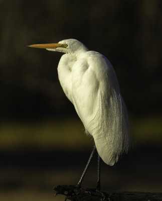 Great Egret nonbreeding