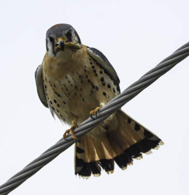 American Kestrel