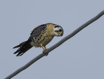 American Kestrel