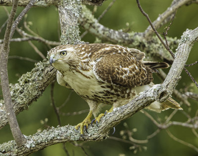 Coopers Hawk