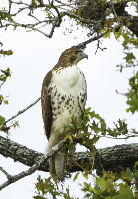 Coopers Hawk