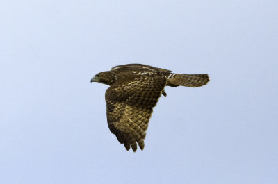 Coopers Hawk