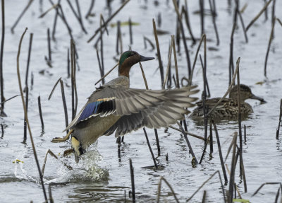 Green-Winged Teal