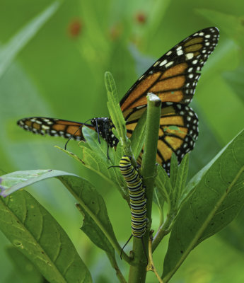 Monarch Butterfly