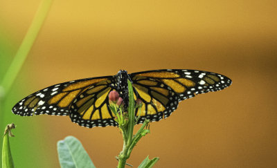 Monarch Butterfly