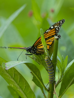 Monarch Butterfly and future Monarch Butterfly