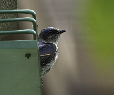 Purple Martin