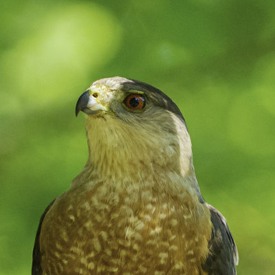 Coopers Hawk