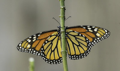 Monarch