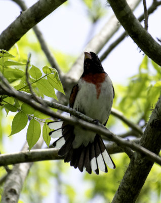 Rose-breasted Grosbeak