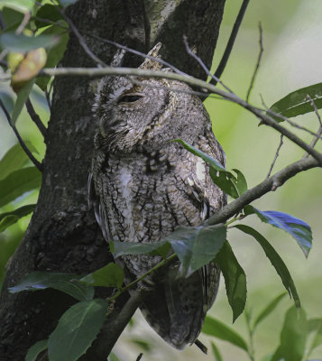 Eastern Screech-Owl   Male