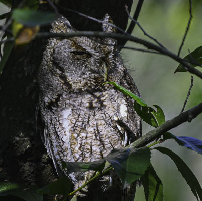 Eastern Screech-Owl   Male