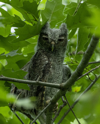 Eastern Screech-Owl   fledgling