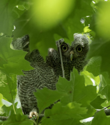 Eastern Screech-Owl  fledgling