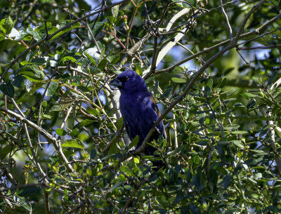 Blue Grosbeak