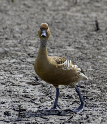 Fulvous Whistling-Duck