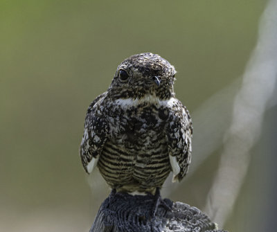 Common Nighthawk