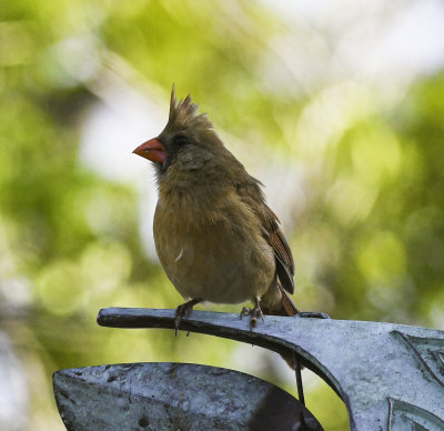 Female Cardinal