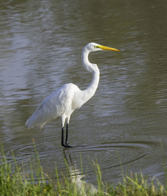 Great Egret