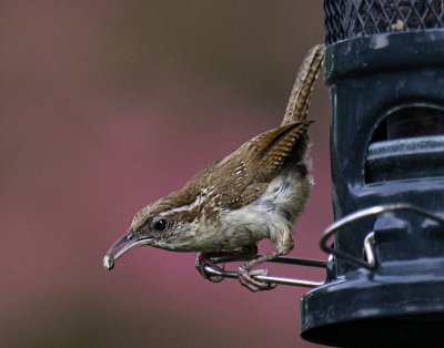 Carolina Wren