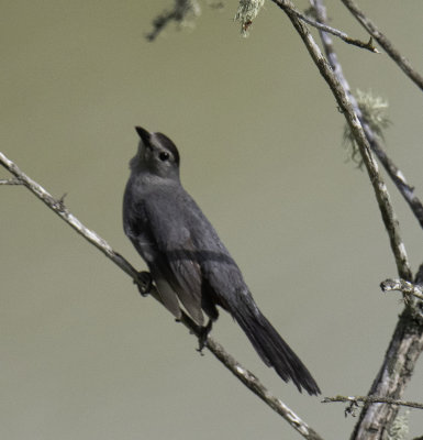 Gray Catbird