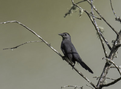 Gray Catbird