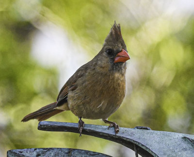 Northern Cardinal
