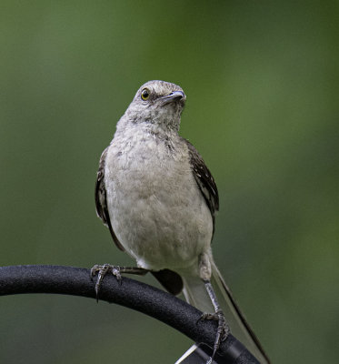 Northern Mockingbird