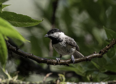 Carolina Chickadee