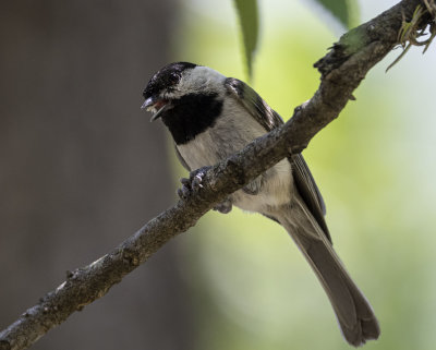 Carolina Chickadee