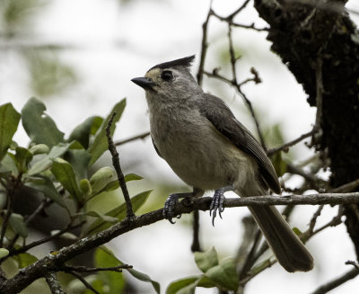 Black-crested Titmouse