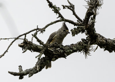 Black-crested Titmouse