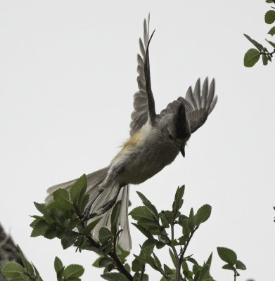 Black-crested Titmouse