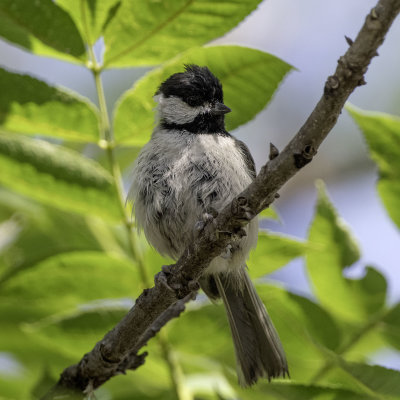 Carolina Chickadee