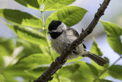 Carolina Chickadee