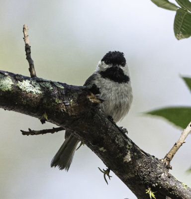 Carolina Chickadee