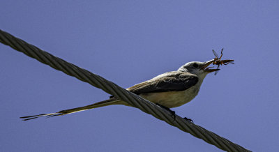 Scissor-tailed Flycatcher