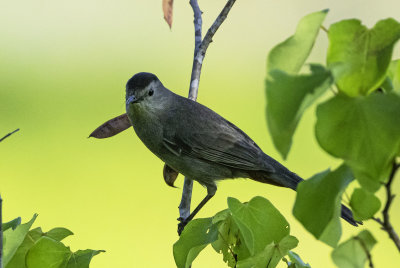 Gray Catbird