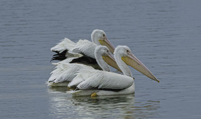 American White Pelican