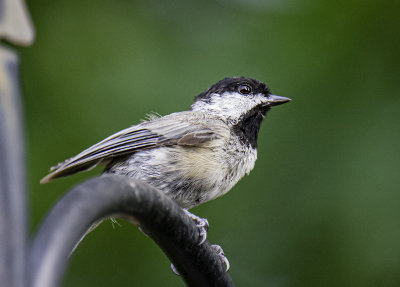 Carolina Chickadee