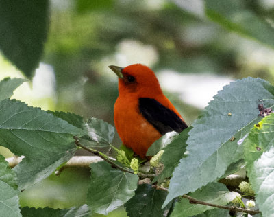 Vermillion Flycatcher