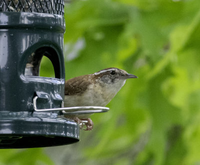 Caroline Wren