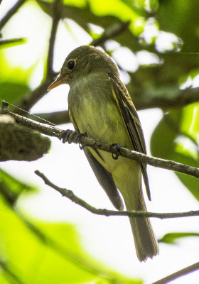 Least Flycatcher