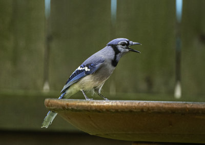 Blue Jay
