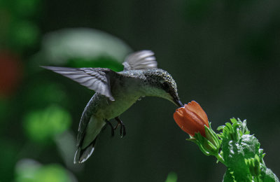 Ruby-throated Hummingbird