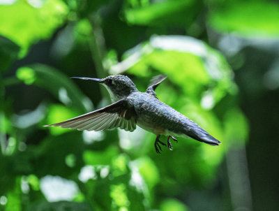 Ruby-throated Hummingbird