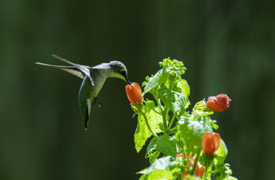 Ruby-throated Hummingbird