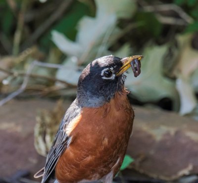 American Robin